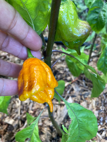Dueling Horizon (North/Point Break)(Pepper Seeds)