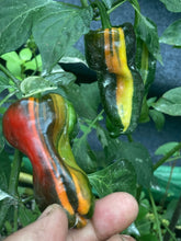Load image into Gallery viewer, Bryan’s Blood (Large Rainbow)(Pepper Seeds)