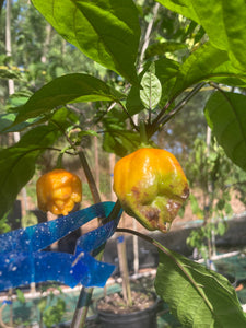 Dueling Horizon (Compass Mix)(Pepper Seeds)