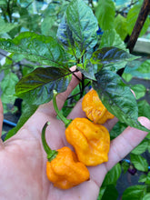 Load image into Gallery viewer, Dueling Horizon (Compass Mix)(Pepper Seeds)