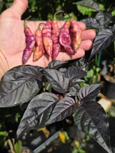 Load image into Gallery viewer, Pink Tiger (Dark)(Pepper Seeds)