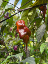 Load image into Gallery viewer, Taj Mahal Mustard (Pepper Seeds)