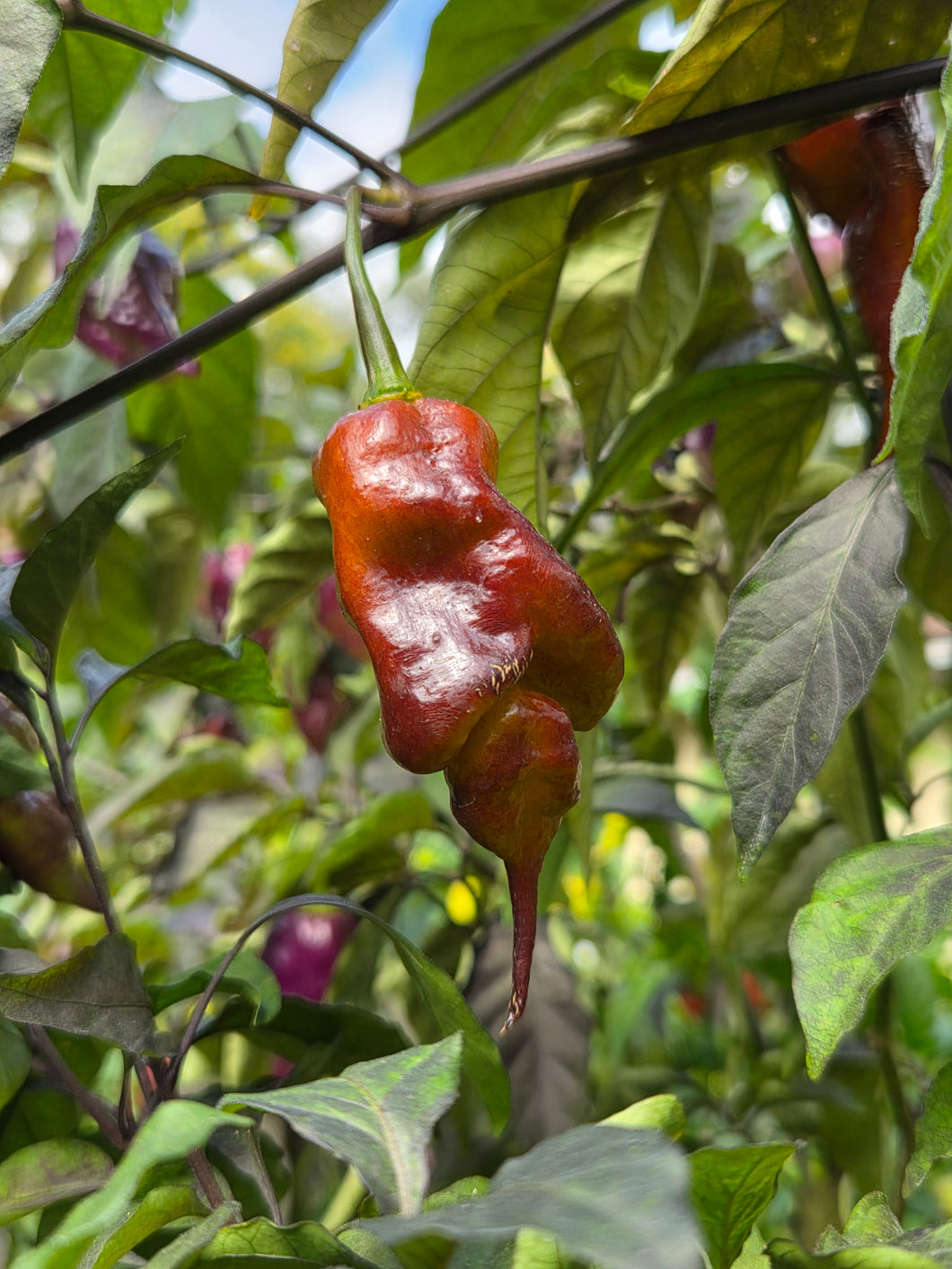 Taj Mahal Mustard (Pepper Seeds)