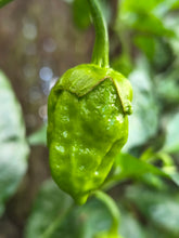 Load image into Gallery viewer, BBG Green Mustard (Pepper Seeds)
