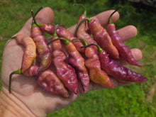 Load image into Gallery viewer, Pink Tiger (Dark)(Pepper Seeds)