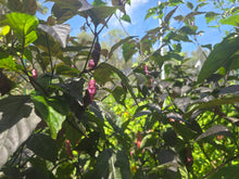 Load image into Gallery viewer, Pink Tiger (Dark)(Pepper Seeds)