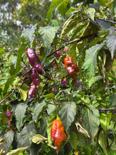 Load image into Gallery viewer, Taj Mahal Mustard (Pepper Seeds)