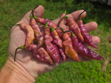 Load image into Gallery viewer, Pink Tiger (Dark)(Pepper Seeds)