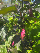 Load image into Gallery viewer, Pink Tiger (Dark)(Pepper Seeds)