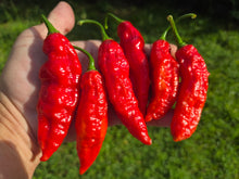 Load image into Gallery viewer, Naga Embassy Strain (Long) (Pepper Seeds) (E-Strain)