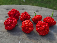 Load image into Gallery viewer, SBJ7/SB7J (Pepper Seeds)