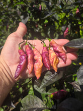 Load image into Gallery viewer, Pink Tiger (Dark)(Pepper Seeds)