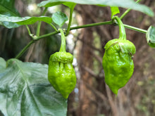 Load image into Gallery viewer, BBG Green Mustard (Pepper Seeds)