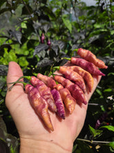 Load image into Gallery viewer, Pink Tiger (Dark)(Pepper Seeds)