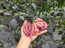 Load image into Gallery viewer, Pink Tiger (Dark)(Pepper Seeds)