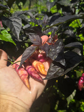 Load image into Gallery viewer, Pink Tiger (Dark)(Pepper Seeds)
