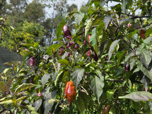 Load image into Gallery viewer, Taj Mahal Mustard (Pepper Seeds)