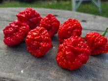 Load image into Gallery viewer, SBJ7/SB7J (Pepper Seeds)