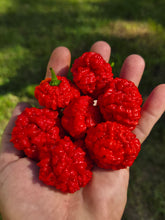 Load image into Gallery viewer, SBJ7/SB7J (Pepper Seeds)