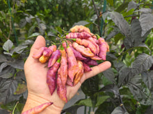 Load image into Gallery viewer, Pink Tiger (Dark)(Pepper Seeds)