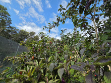 Load image into Gallery viewer, Taj Mahal Mustard (Pepper Seeds)