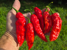 Load image into Gallery viewer, Naga Embassy Strain (Long) (Pepper Seeds) (E-Strain)