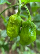 Load image into Gallery viewer, BBG Green Mustard (Pepper Seeds)