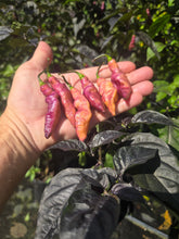 Load image into Gallery viewer, Pink Tiger (Dark)(Pepper Seeds)