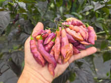 Load image into Gallery viewer, Pink Tiger (Dark)(Pepper Seeds)