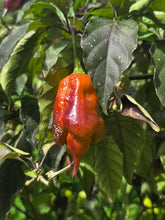 Load image into Gallery viewer, Taj Mahal Mustard (Pepper Seeds)