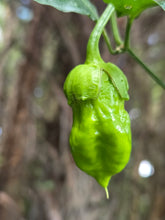 Load image into Gallery viewer, BBG Green Mustard (Pepper Seeds)