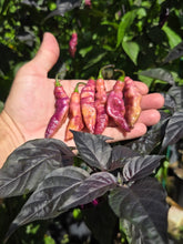 Load image into Gallery viewer, Pink Tiger (Dark)(Pepper Seeds)