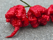 Load image into Gallery viewer, 7 Pot Primo Red (Pepper Seeds)