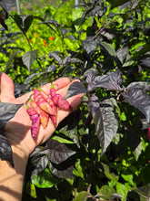 Load image into Gallery viewer, Pink Tiger (Dark)(Pepper Seeds)