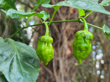 Load image into Gallery viewer, BBG Green Mustard (Pepper Seeds)