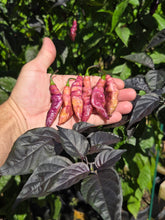 Load image into Gallery viewer, Pink Tiger (Dark)(Pepper Seeds)