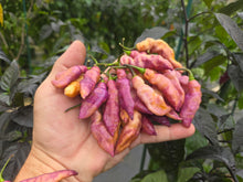 Load image into Gallery viewer, Pink Tiger (Dark)(Pepper Seeds)