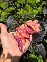 Load image into Gallery viewer, Pink Tiger (Dark)(Pepper Seeds)