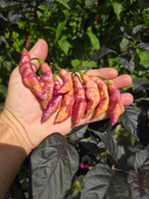 Load image into Gallery viewer, Pink Tiger (Dark)(Pepper Seeds)