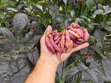 Load image into Gallery viewer, Pink Tiger (Dark)(Pepper Seeds)
