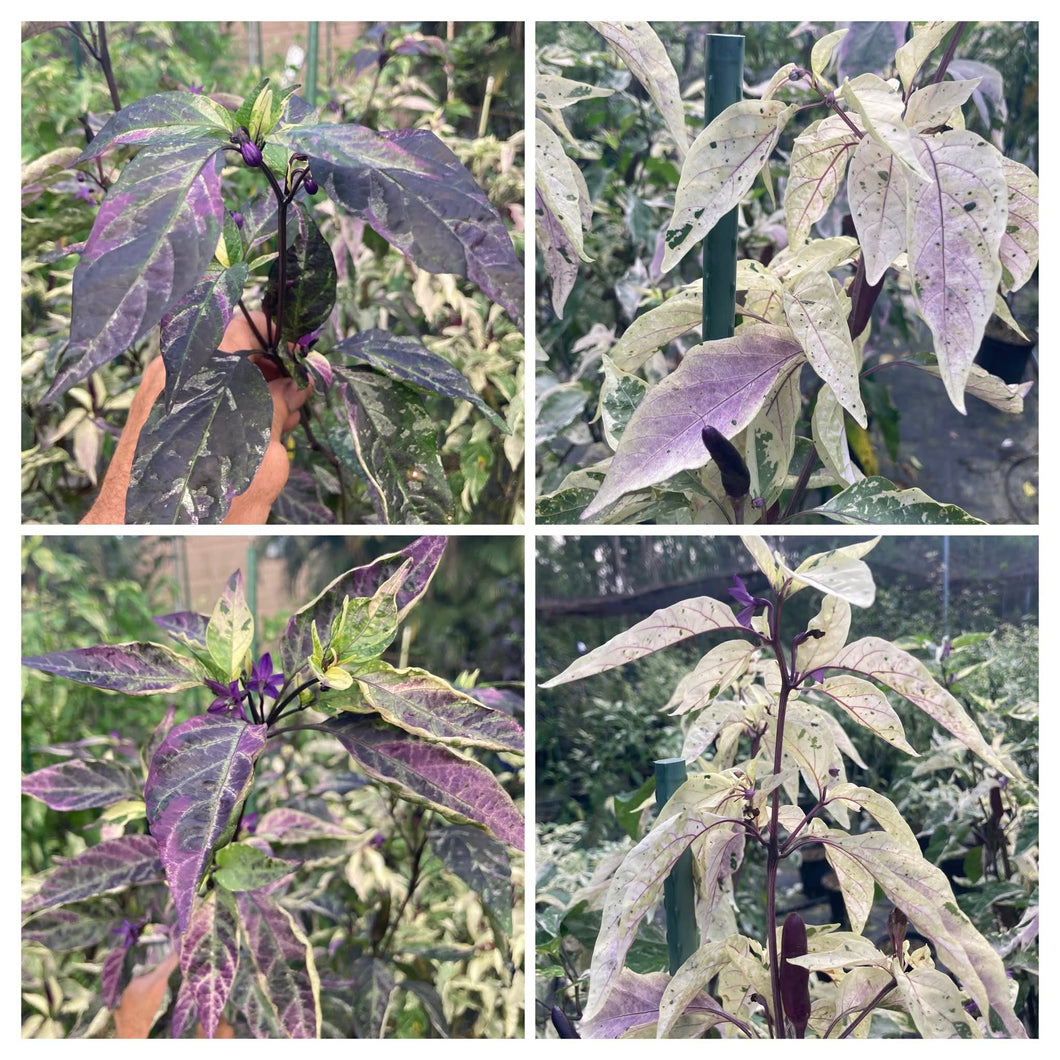 Biker Billy Knight (Pepper Seeds)(Variegated Jalapeño)