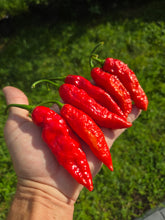 Load image into Gallery viewer, Naga Embassy Strain (Long) (Pepper Seeds) (E-Strain)