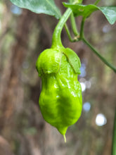 Load image into Gallery viewer, BBG Green Mustard (Pepper Seeds)
