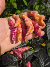 Load image into Gallery viewer, Pink Tiger (Dark)(Pepper Seeds)