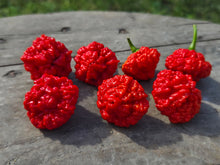 Load image into Gallery viewer, SBJ7/SB7J (Pepper Seeds)