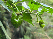 Load image into Gallery viewer, BBG Green Mustard (Pepper Seeds)