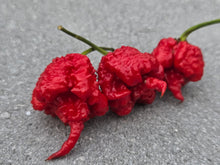 Load image into Gallery viewer, 7 Pot Primo Red (Pepper Seeds)