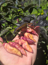 Load image into Gallery viewer, Pink Tiger (Dark)(Pepper Seeds)