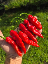 Load image into Gallery viewer, Naga Embassy Strain (Long) (Pepper Seeds) (E-Strain)