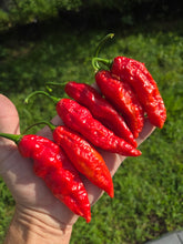 Load image into Gallery viewer, Naga Embassy Strain (Long) (Pepper Seeds) (E-Strain)